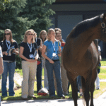Horse Racing and the Role of Veterinarians